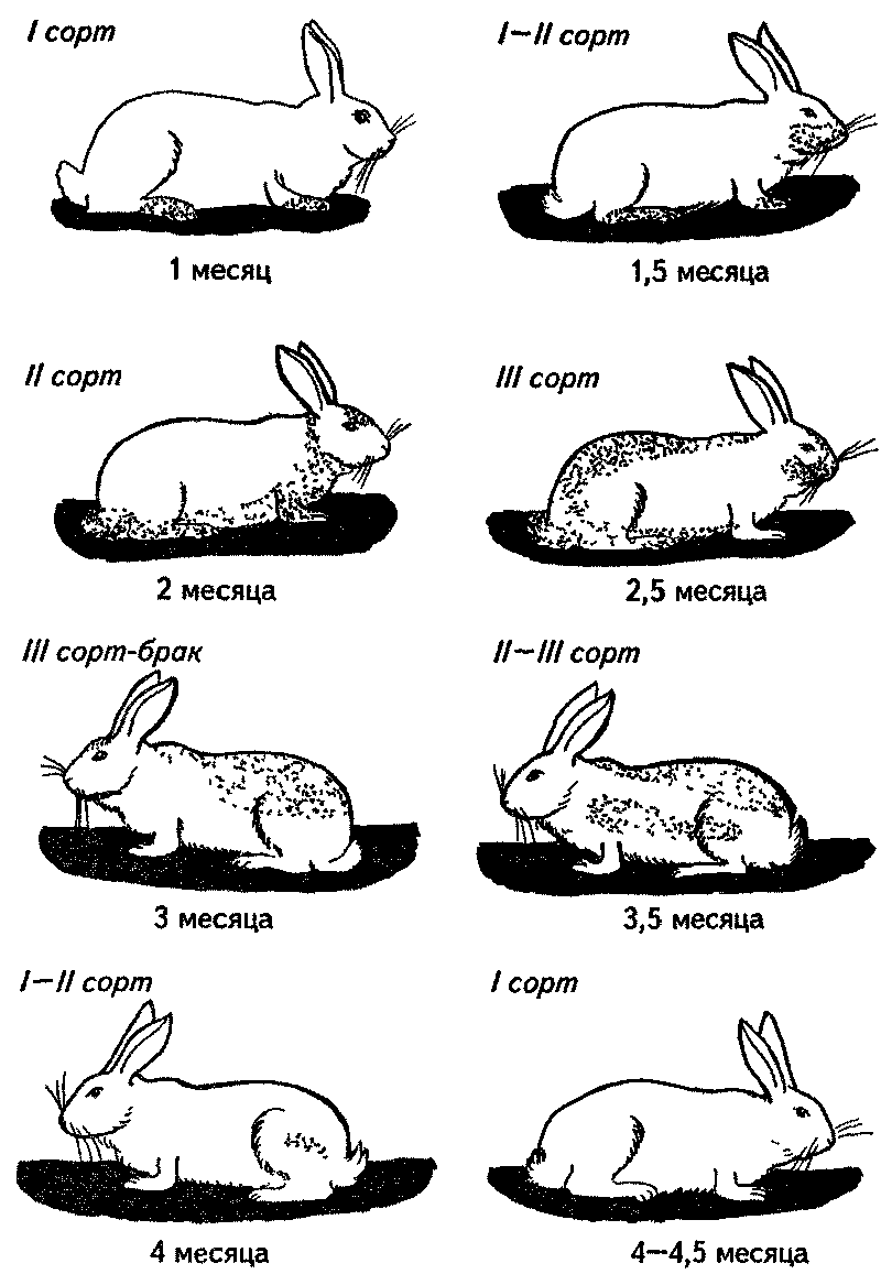 У кроликов шерсть нормальной. Размер кролика в 1 месяц. Размер кролика в 2 месяца. Размеры кроликов по месяцам. Таблица роста кроликов по месяцам.